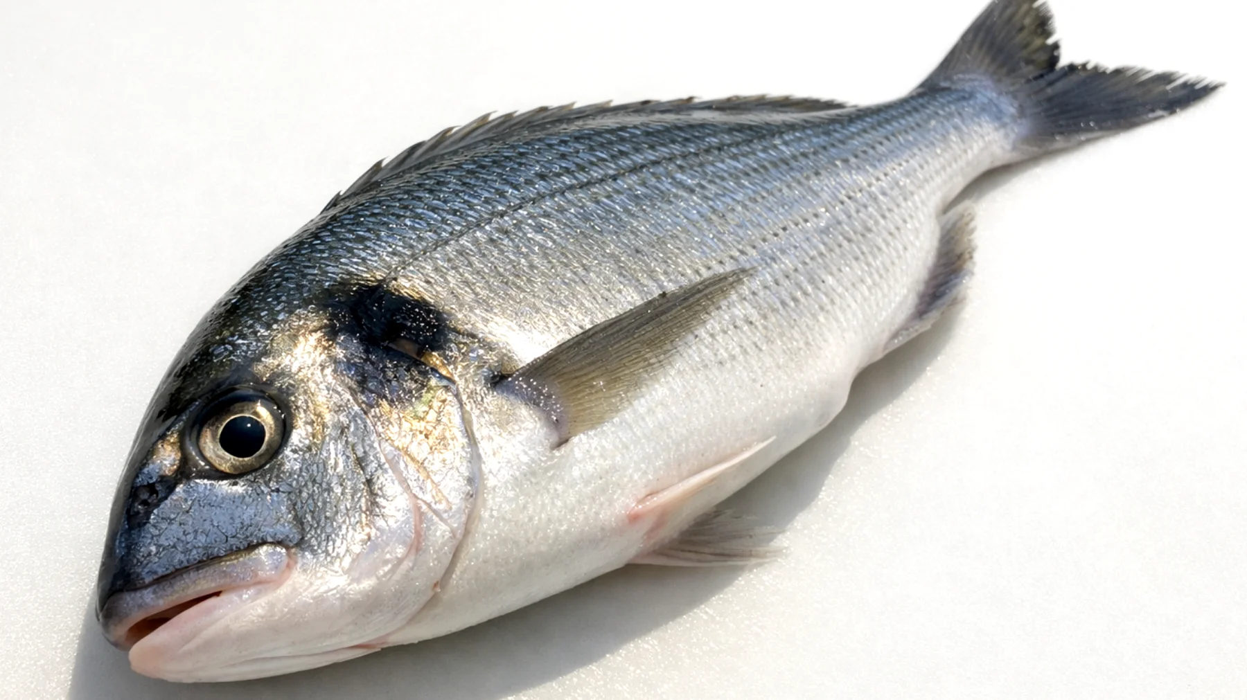 Tłuste ryby: jak rozpoznać, czy są dobrej jakości – praktyczny przewodnik dla kupujących"