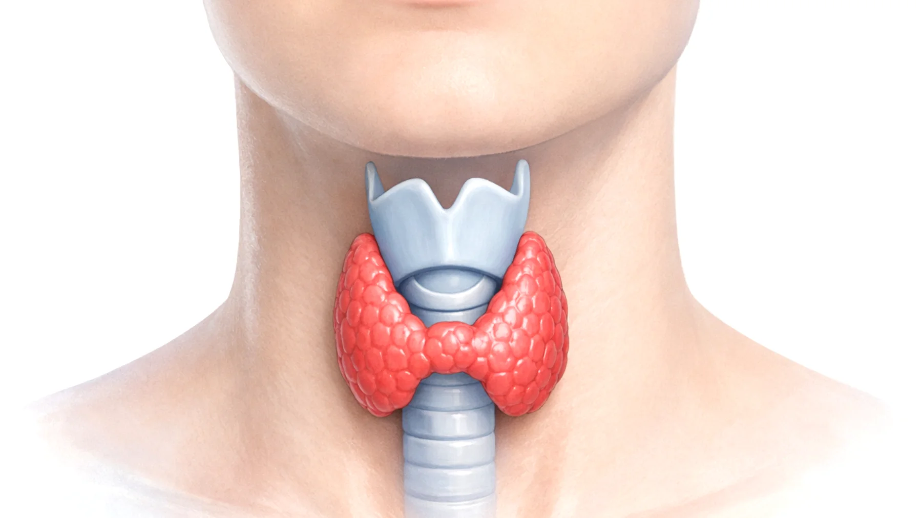 Guzki tarczycy: właściwość zdrowotna, którą mało kto zna"